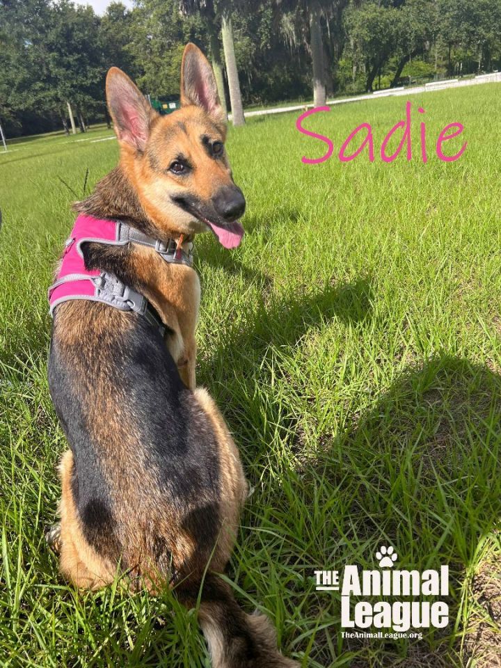 Sadie, an adopted German Shepherd Dog Mix in Clermont, FL_image-2