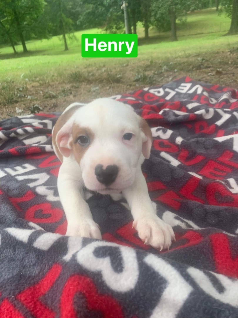 Henry