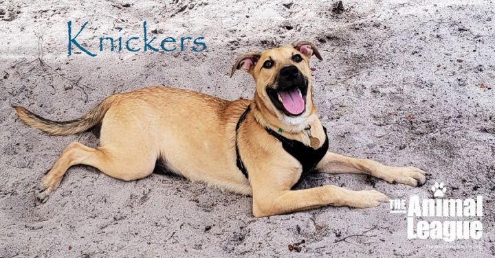 Knickers, an adoptable Anatolian Shepherd & Black Mouth Cur Mix in Clermont, FL_image-2