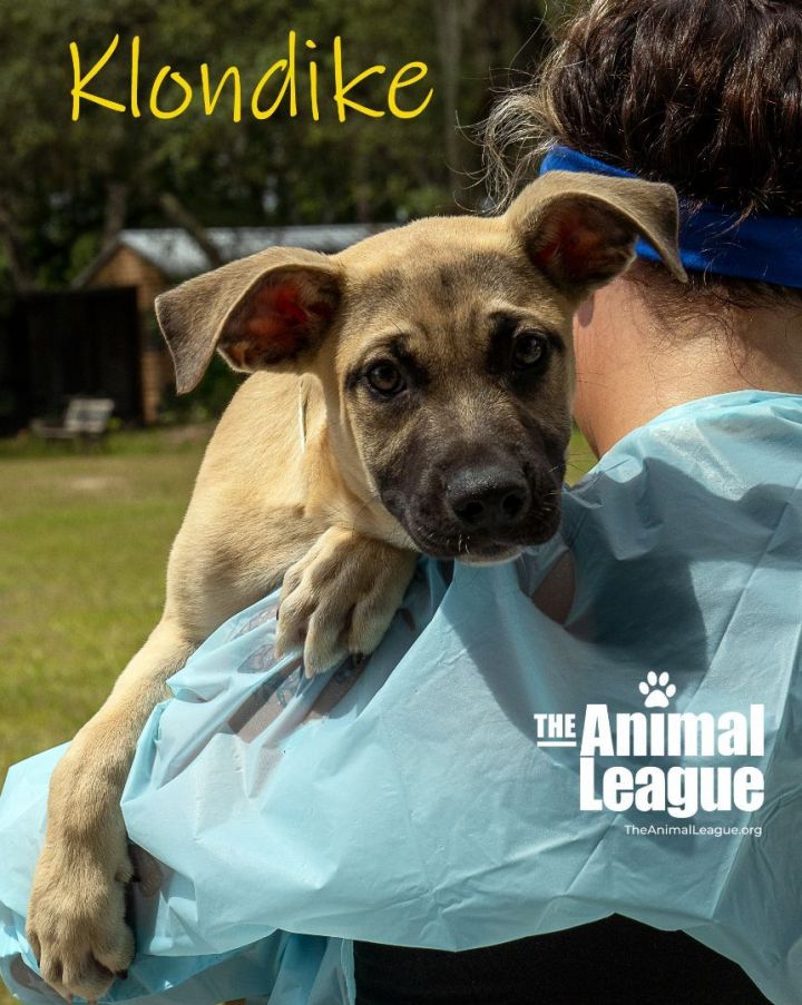 Klondike, an adopted Anatolian Shepherd & Black Mouth Cur Mix in Clermont, FL_image-2