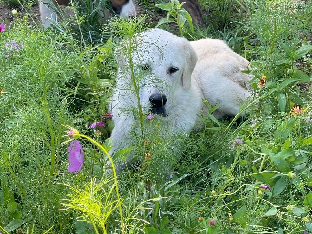 Steve Rogers, an adoptable Great Pyrenees in COVE, AR, 71937 | Photo Image 1