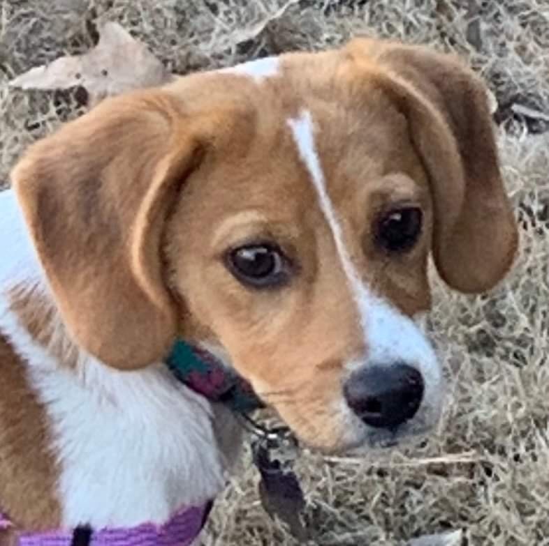 STELLAâ€”YOUNG, PUREBRED POCKET BEAGLE, HOUSETRAINED