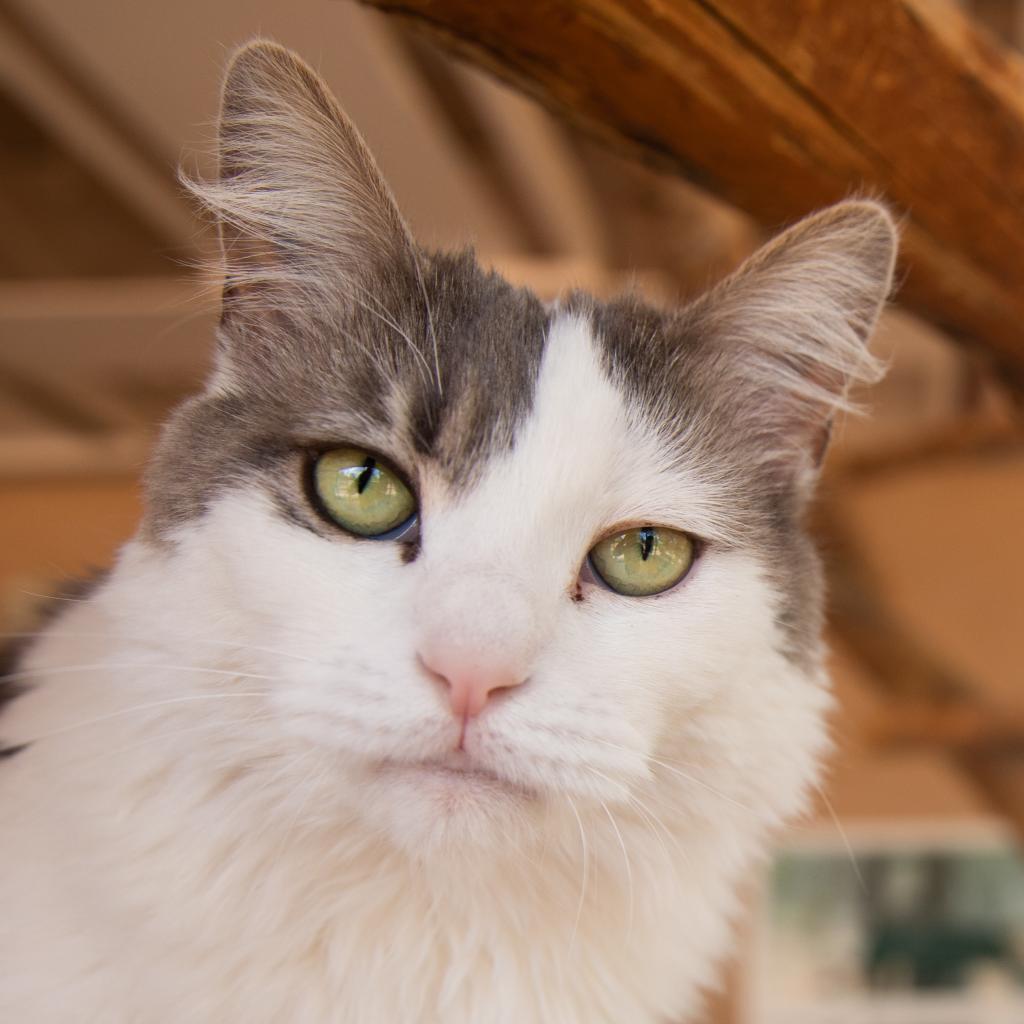 Nora, an adoptable Domestic Short Hair in Kanab, UT, 84741 | Photo Image 1