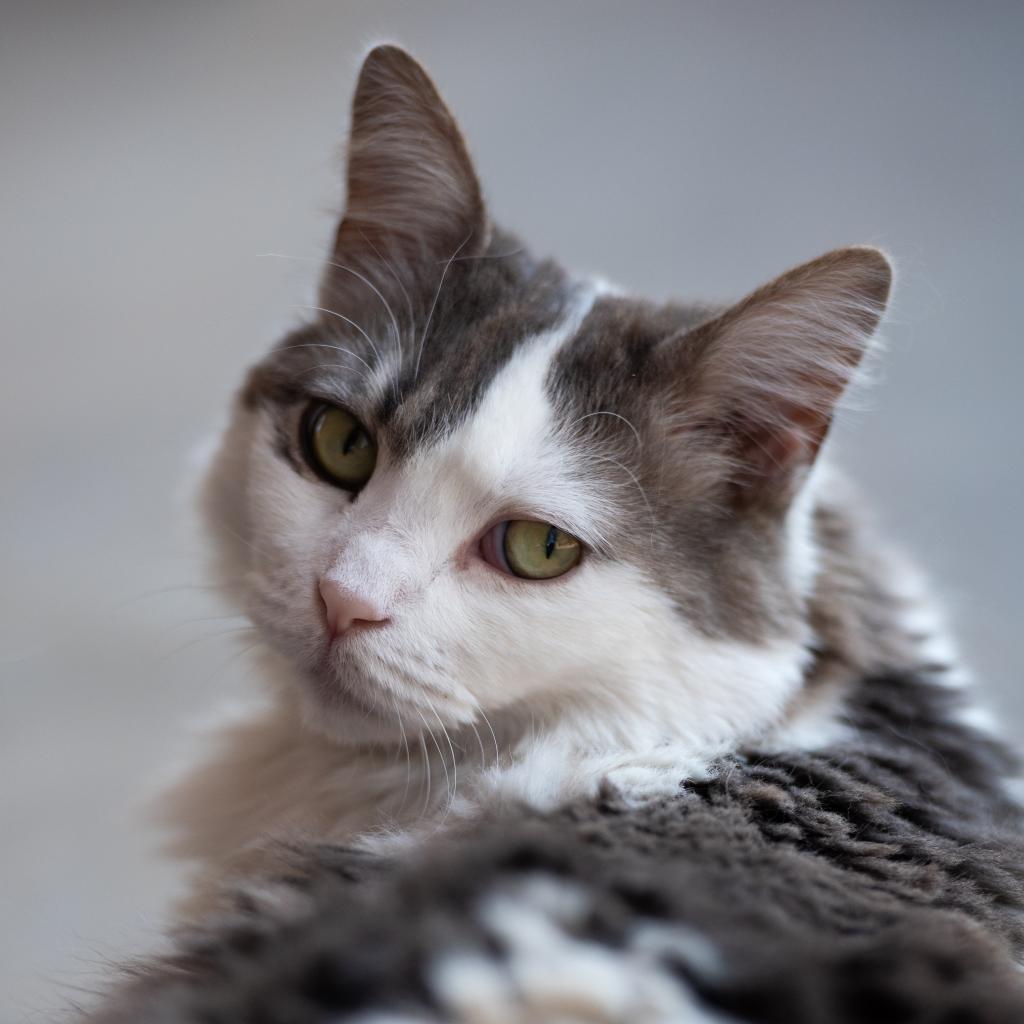 Nora, an adoptable Domestic Short Hair in Kanab, UT, 84741 | Photo Image 3