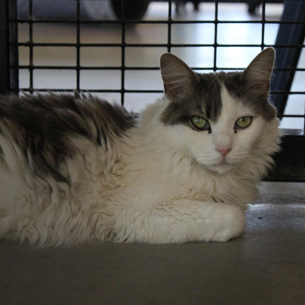 Nora, an adoptable Domestic Short Hair in Kanab, UT, 84741 | Photo Image 5