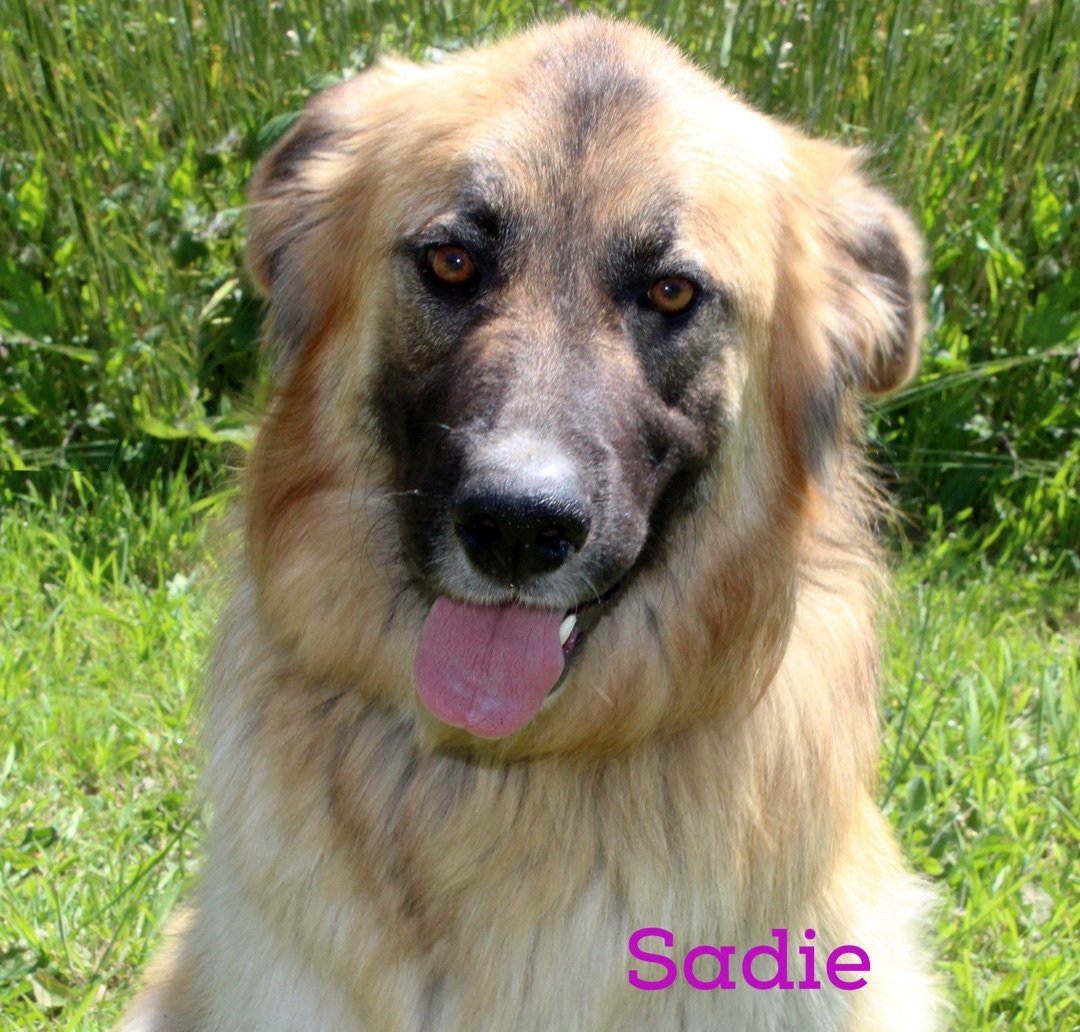 Sadie