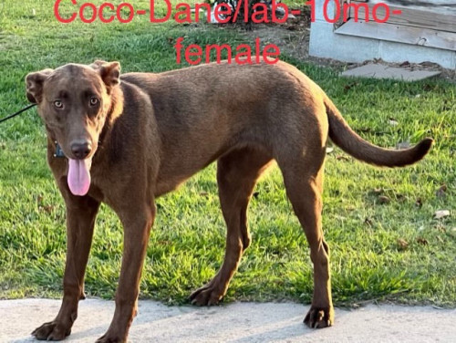 Coco