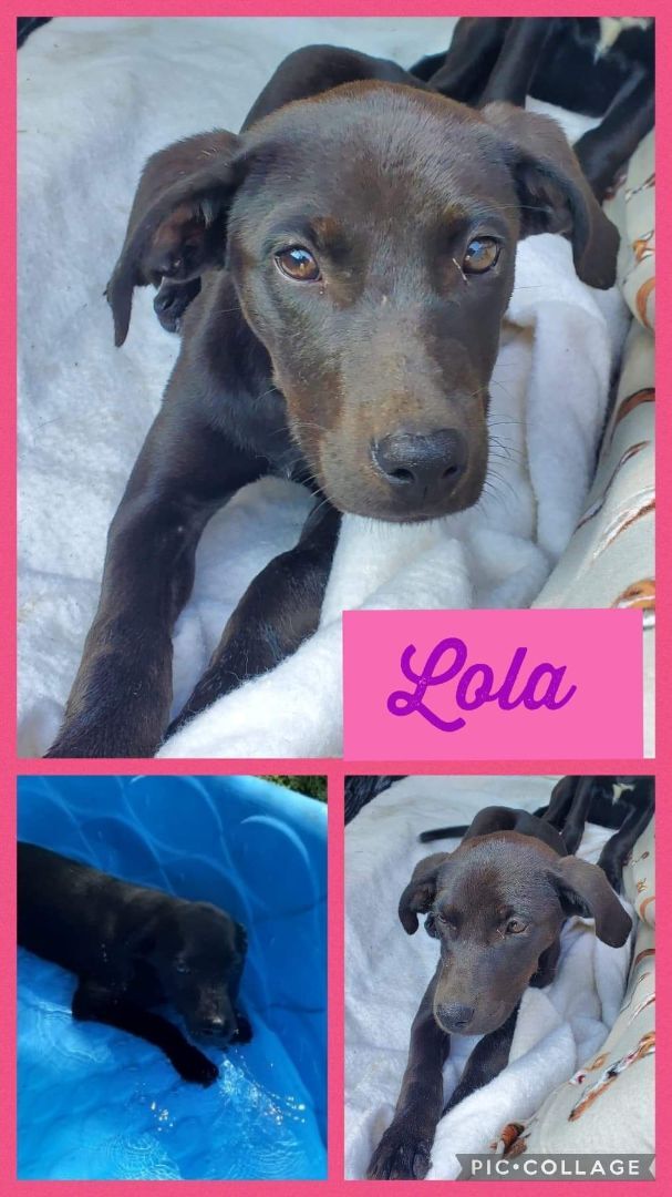 Lola