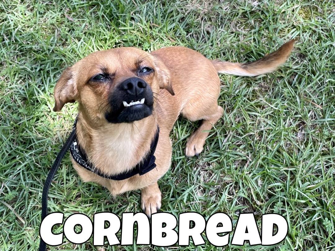 Cornbread in Texarkana AR/TX