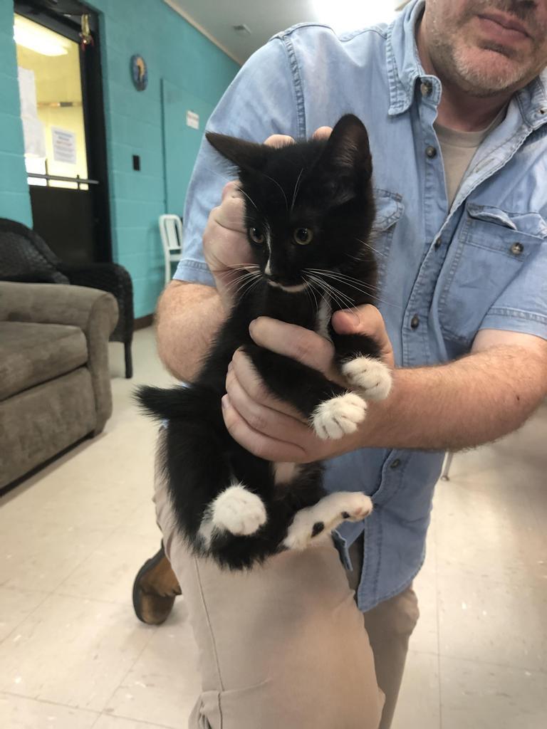 Neon, an adoptable Domestic Medium Hair in Burnsville, NC, 28714 | Photo Image 2