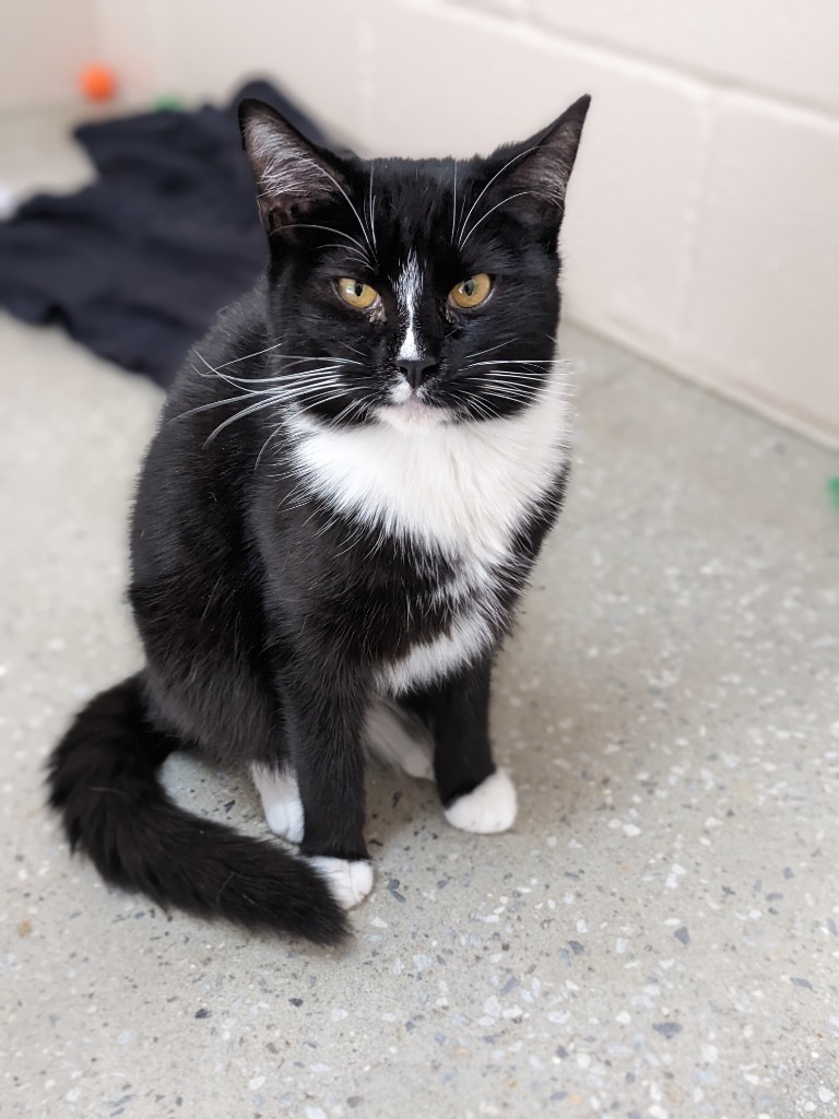 Neon, an adoptable Domestic Medium Hair in Burnsville, NC, 28714 | Photo Image 3