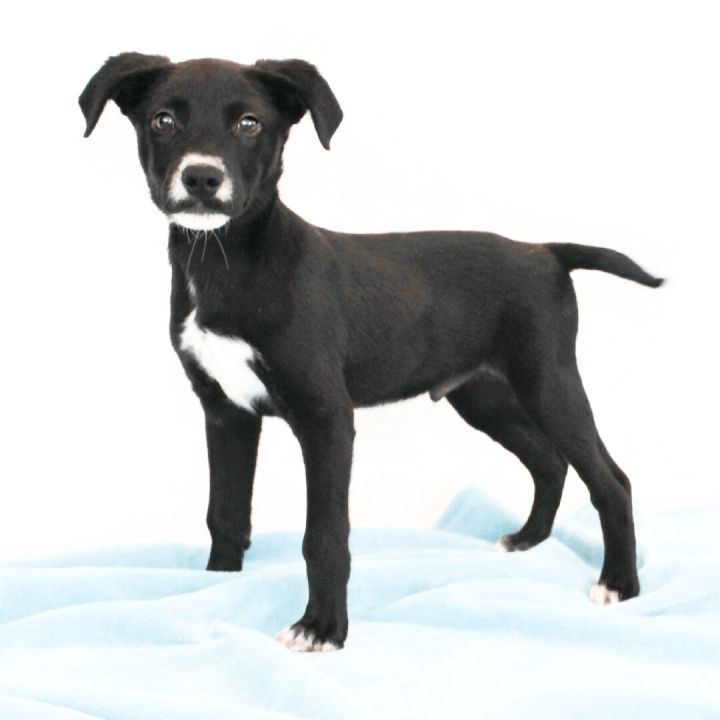 Jonas, an adopted Terrier Mix in Clovis, CA_image-1