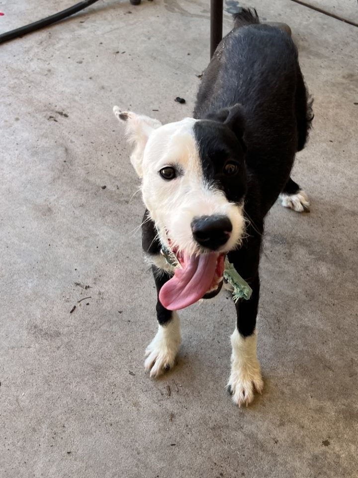 Ava, an adoptable Terrier Mix in Albuquerque, NM_image-3