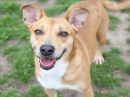 LILY's profile on Petfinder.com