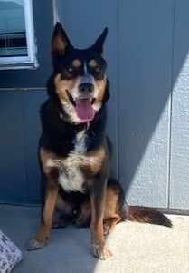 blue heeler australian shepherd mix full grown