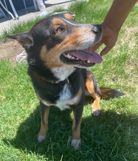 Max, an adoptable Australian Cattle Dog / Blue Heeler, Australian Shepherd in Pasco, WA, 99301 | Photo Image 2