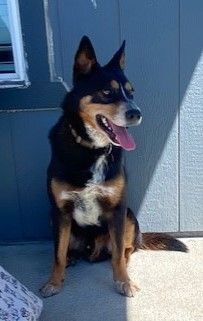 Max, an adoptable Australian Cattle Dog / Blue Heeler, Australian Shepherd in Pasco, WA, 99301 | Photo Image 3