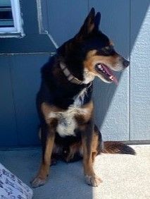 Max, an adoptable Australian Cattle Dog / Blue Heeler, Australian Shepherd in Pasco, WA, 99301 | Photo Image 4