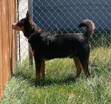 Max, an adoptable Australian Cattle Dog / Blue Heeler, Australian Shepherd in Pasco, WA, 99301 | Photo Image 5