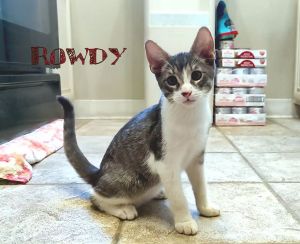 Rowdy Tabby Cat