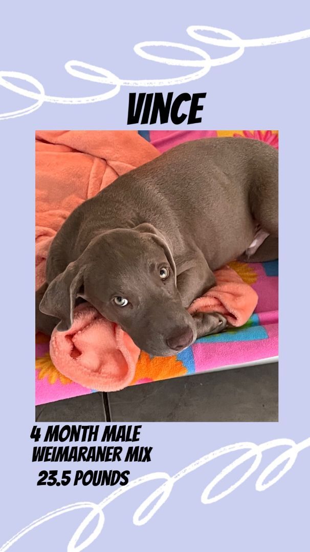 VINCE - 4 MONTH WEIMARANER MALE @ PETCO, 5011 EAST RAY ROAD, PHOENIX 85044 FROM ON SATURDAY, JULY 16,11 - 2 PM