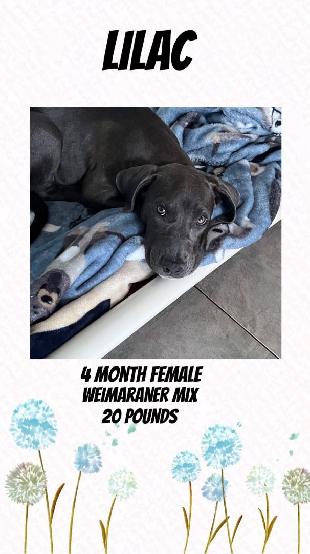 LILAC - 4 MONTH WEIMARANER FEMALE @ PETCO, 5011 EAST RAY ROAD, PHOENIX 85044 ON SATURDAY, JULY 16 FROM 11 - 2 PM