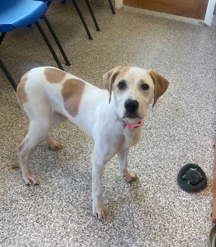 Natalie, an adoptable Labrador Retriever & Hound Mix in Chattanooga, TN_image-2