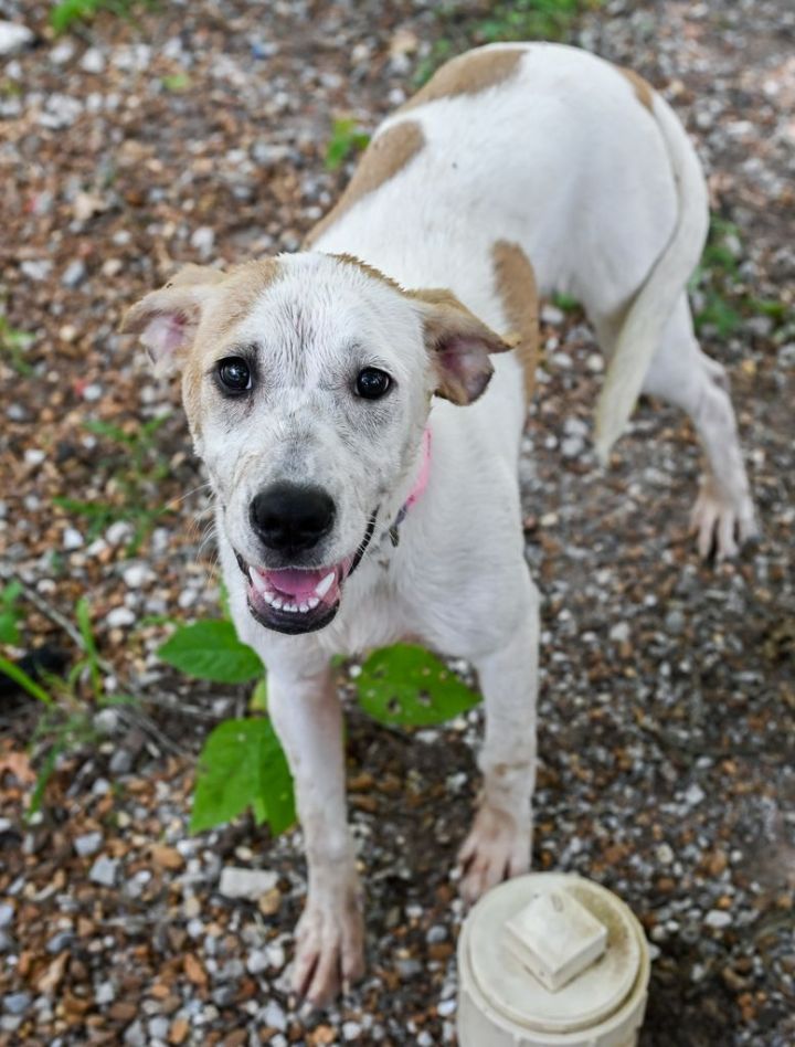 Natalie, an adoptable Labrador Retriever & Hound Mix in Chattanooga, TN_image-3