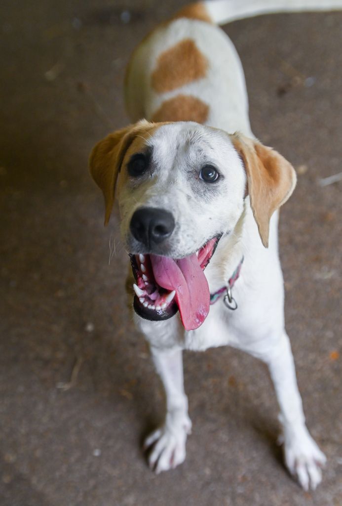 Natalie, an adoptable Labrador Retriever & Hound Mix in Chattanooga, TN_image-5