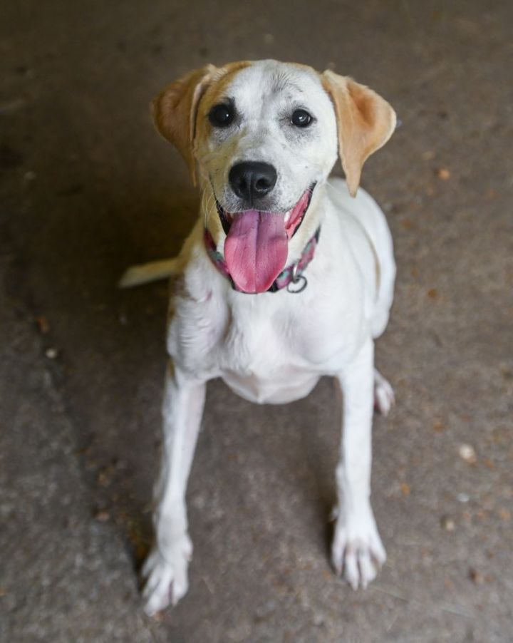 Natalie, an adoptable Labrador Retriever & Hound Mix in Chattanooga, TN_image-6