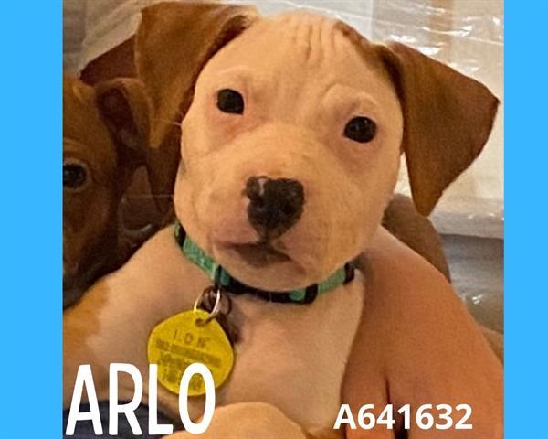 ARLO