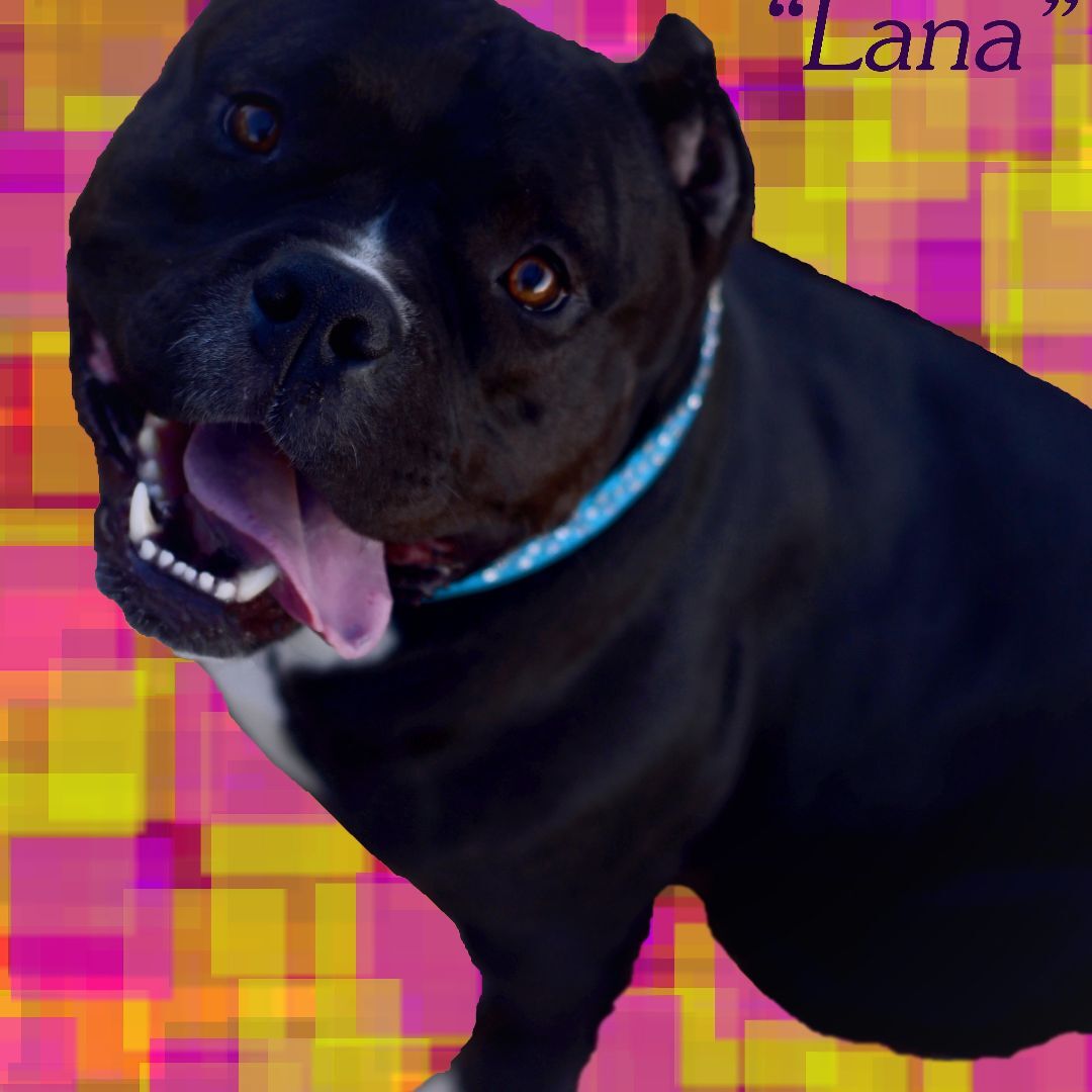 LANA MAMA, an adoptable Staffordshire Bull Terrier in Tucson, AZ, 85713 | Photo Image 5