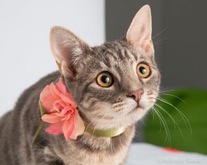 Petunia Domestic Short Hair Cat