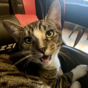 Meet Cheese Hes a talkative boy who has been waiting for his forever home for a really long time 