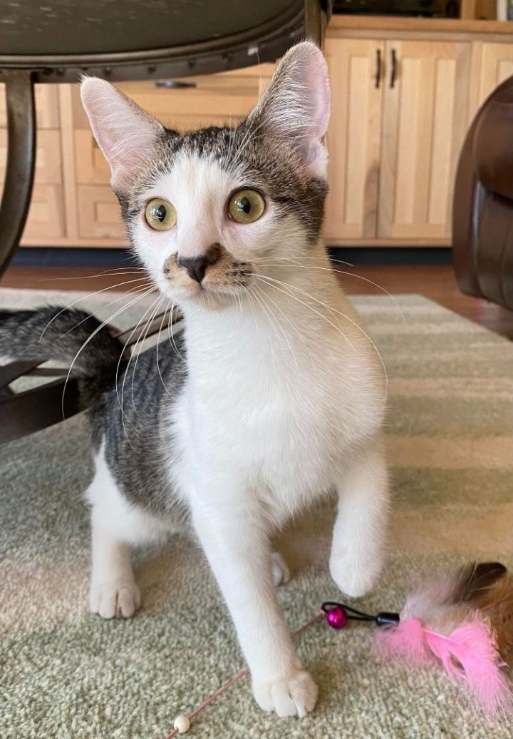 Cat for adoption Pistachio , a Tabby Mix in Branson, MO Petfinder