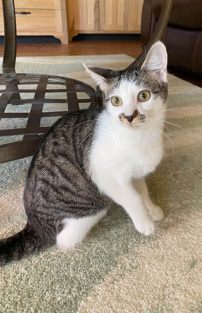Pistachio , an adoptable Tabby in Branson, MO, 65616 | Photo Image 3