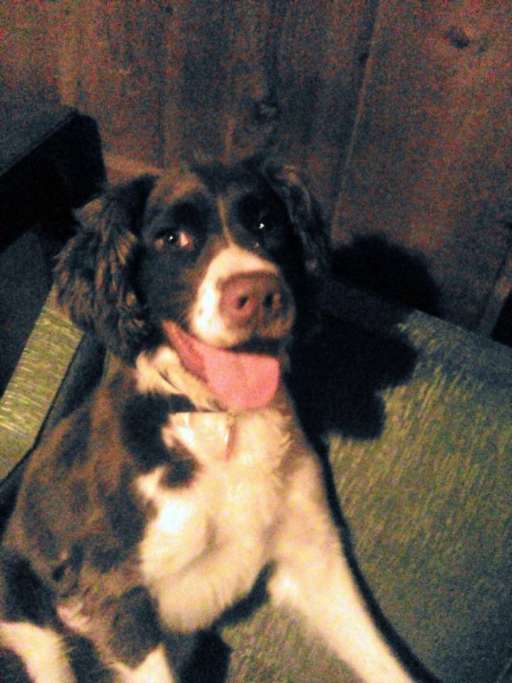 Petfinder english sale springer spaniel