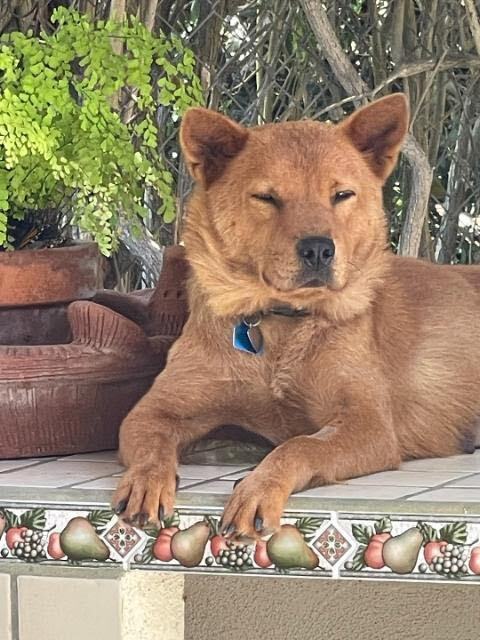 Chow chow sales jindo mix