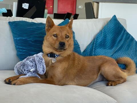 Shiba inu and chow 2024 mix