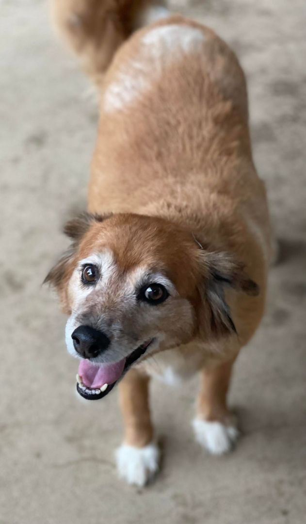 Brown Bear (Bonded Pair with Beagle Bear)