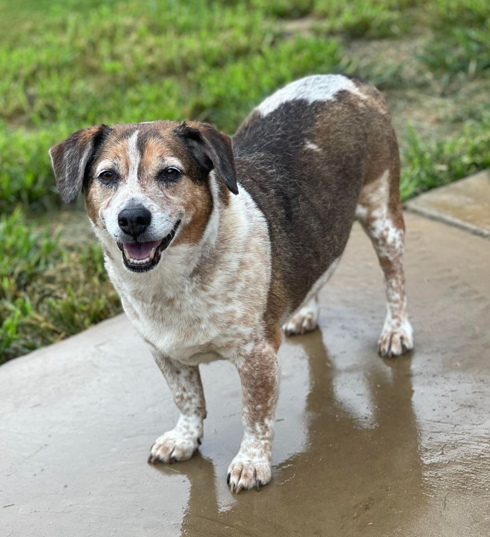 Beagle Bear (Bonded with Brown Bear)