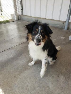 Travis is a 16 month old Australian Shepherd He is great with other dogs and is looking for his for