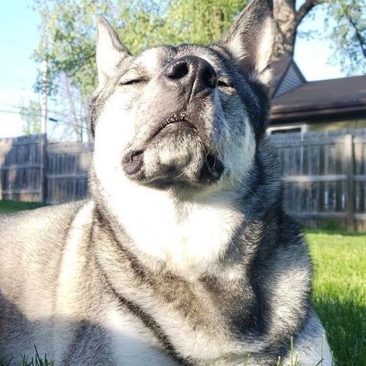 Zeus, an adoptable Norwegian Elkhound & Husky Mix in Minneapolis, MN_image-3