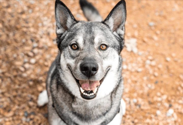 Zeus, an adoptable Norwegian Elkhound & Husky Mix in Minneapolis, MN_image-1