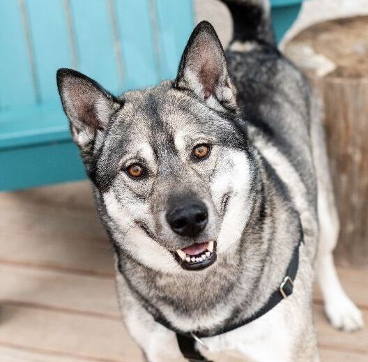 Zeus, an adoptable Norwegian Elkhound & Husky Mix in Minneapolis, MN_image-4
