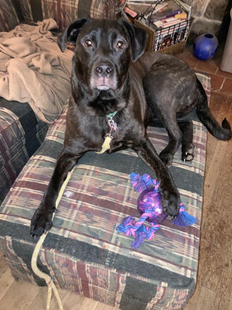 Dog for adoption Hallie, an American Staffordshire Terrier & Labrador