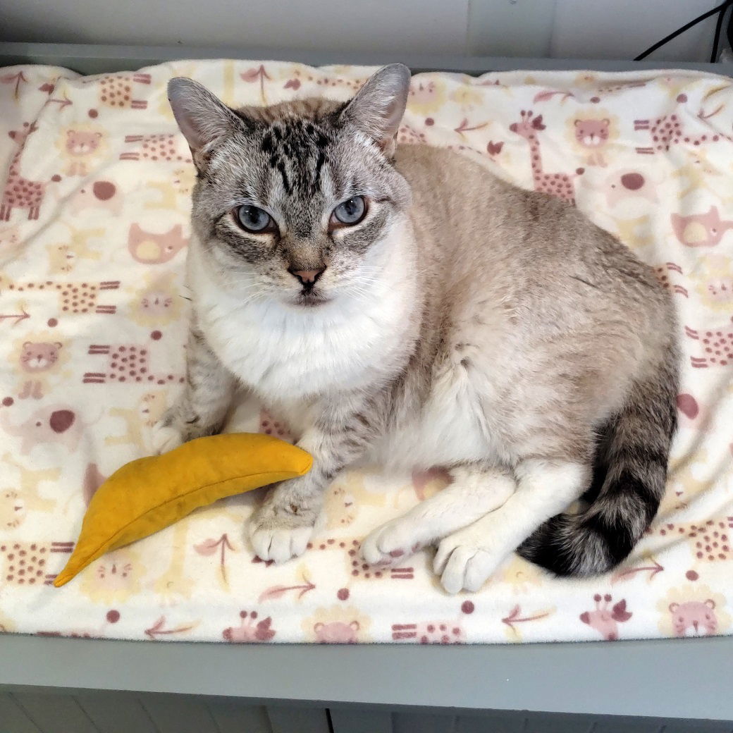 Phoebe, an adoptable Domestic Short Hair, Siamese in Seal Beach, CA, 90740 | Photo Image 2