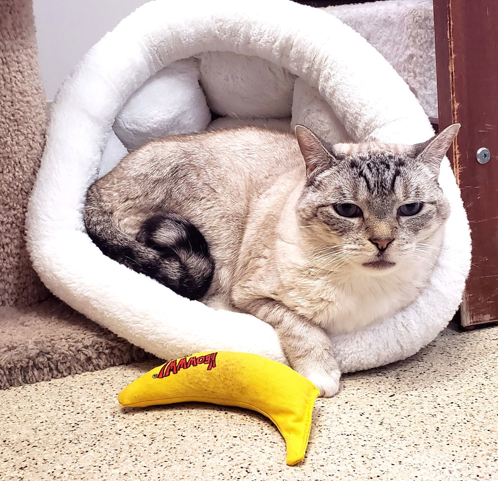 Phoebe, an adoptable Domestic Short Hair, Siamese in Seal Beach, CA, 90740 | Photo Image 3