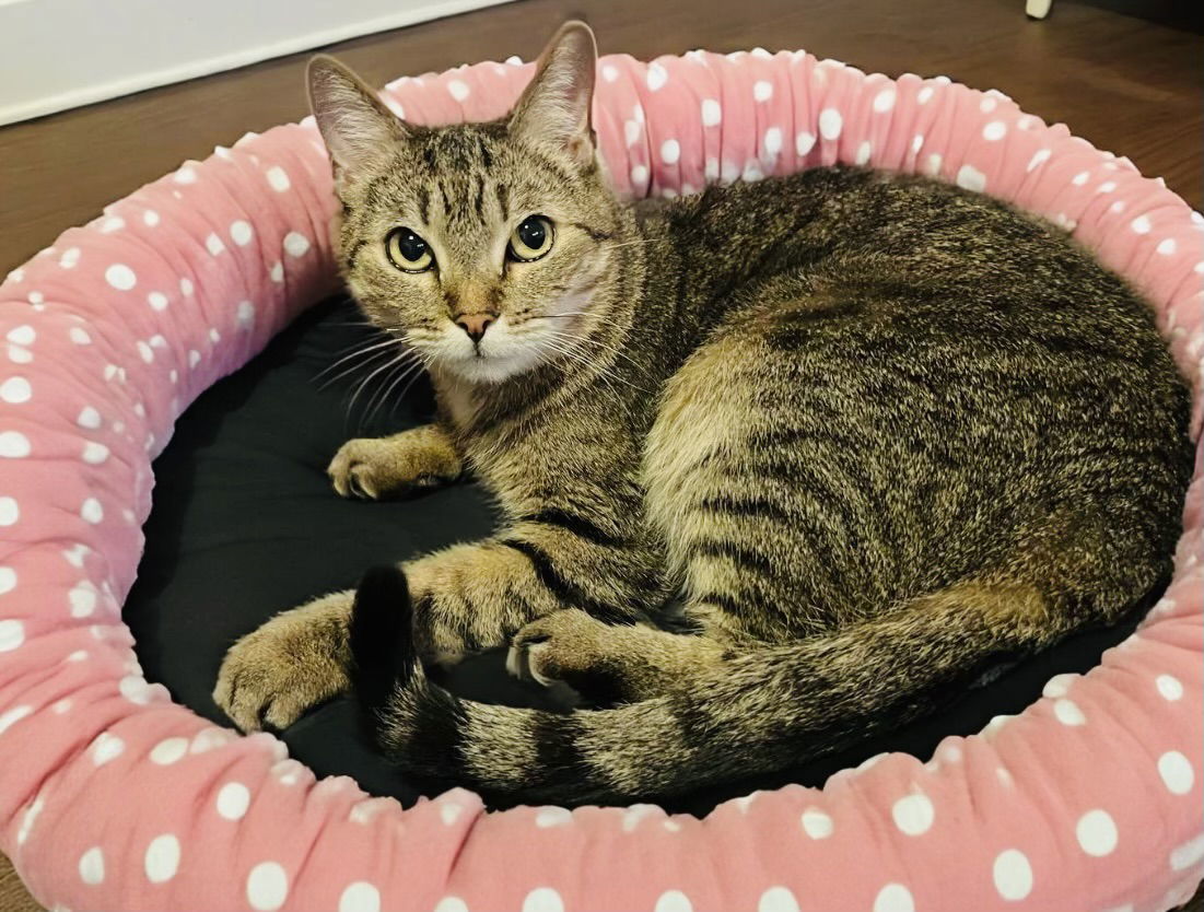 Titania, an adoptable Domestic Short Hair in Chandler, AZ, 85244 | Photo Image 1