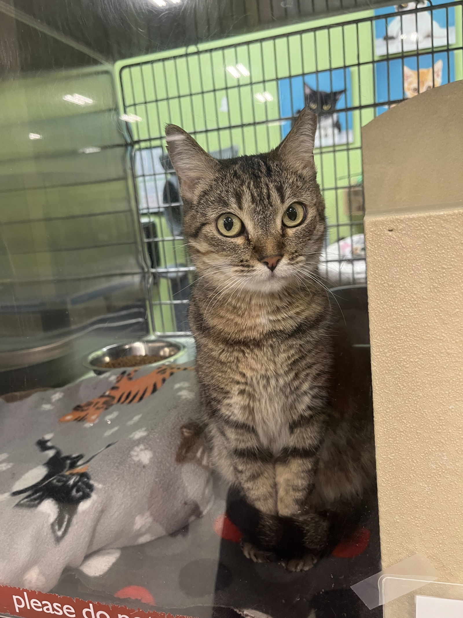 Titania, an adoptable Domestic Short Hair in Chandler, AZ, 85244 | Photo Image 2